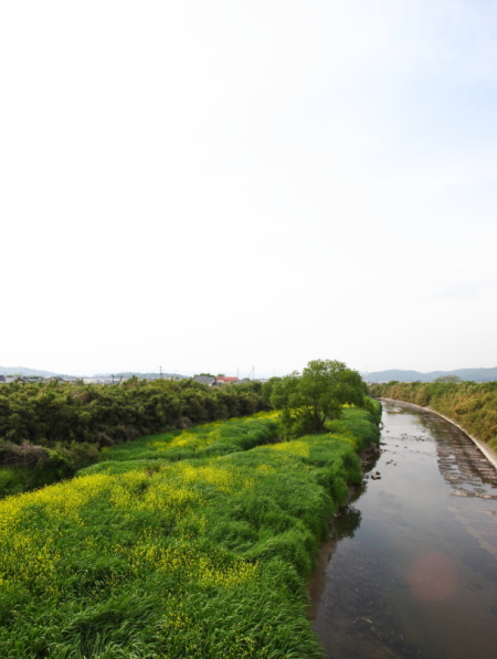 岡山市北区撫川の家の近くを流れる足守川の景色がきれいです