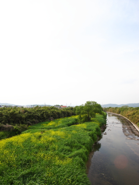 岡山市北区撫川の家の近くを流れる足守川の景色がきれいです