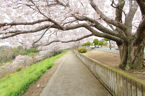 ビフォーアフター公開と満開の桜