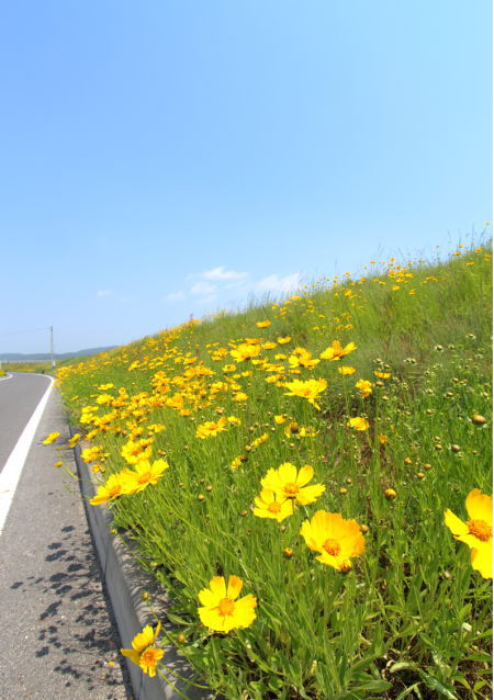 野菊の見える家