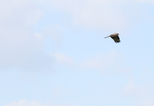 田園風景には鳥もたくさん飛んでいます