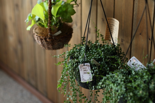 店内はいろんな植物であふれていて癒されます