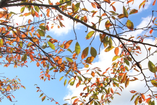 桜の木が紅葉しています