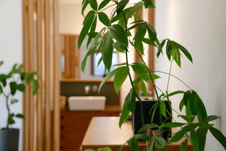 岡山市南区に完成した北欧注文住宅、植物や北欧アンティークインテリアのあるオシャレなLDK