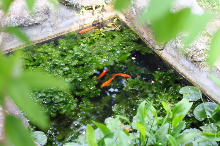 テラス席のあるお庭には魚が泳ぐ池もありやすらぎの空間です