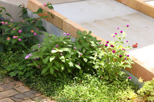 カフェのまわりには色とりどりのお花や植物が咲いています