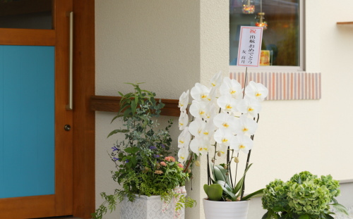 開店お祝いのお花が入口にたくさん飾られています