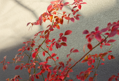 あざやかな赤色が印象的な植栽